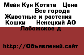 Мейн Кун Котята › Цена ­ 15 000 - Все города Животные и растения » Кошки   . Ненецкий АО,Лабожское д.